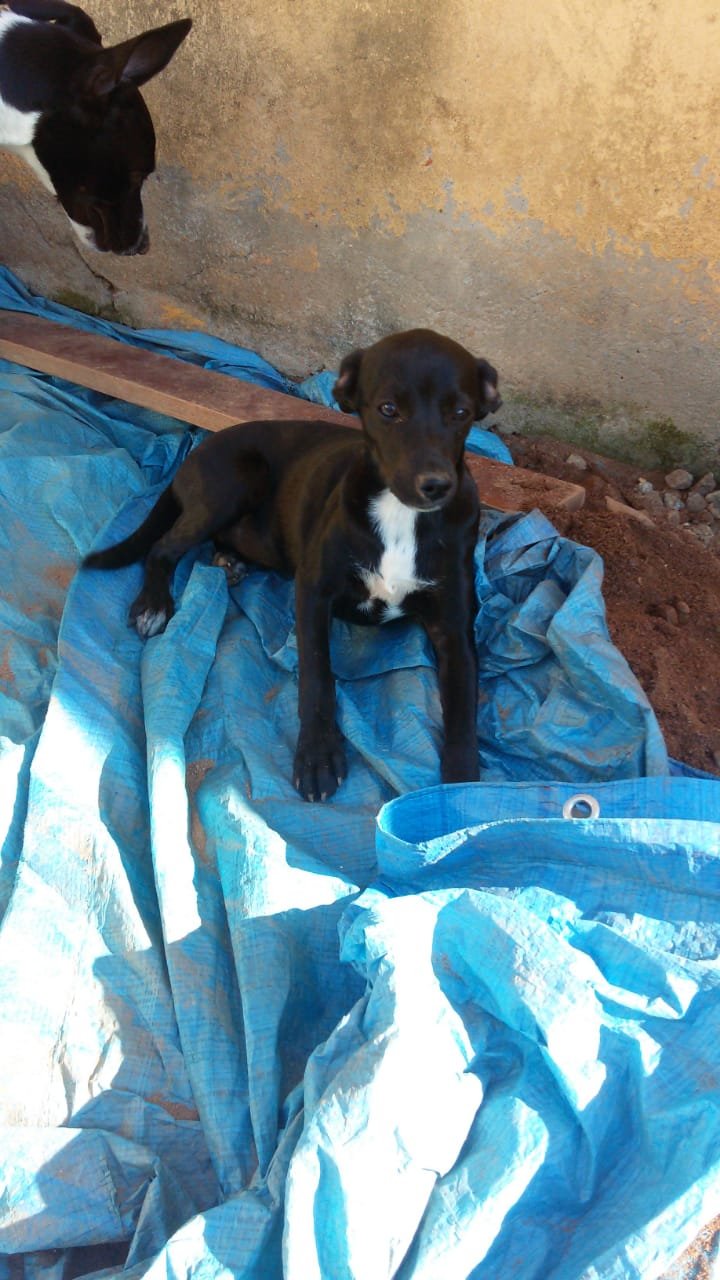 Ajude a castrar uma cadela