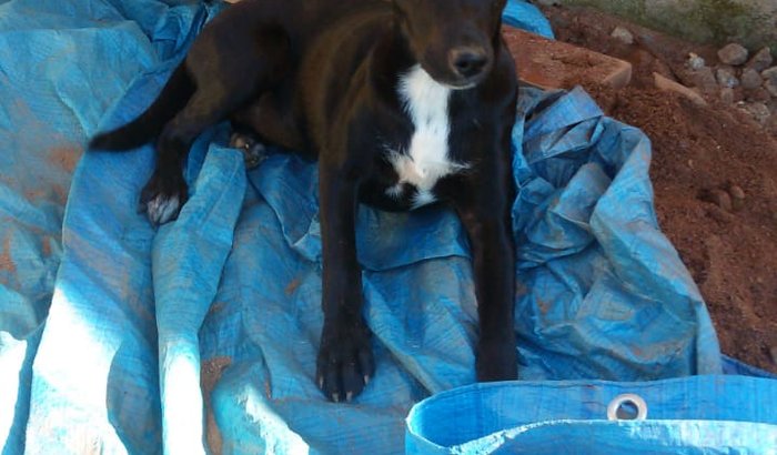 Ajude a castrar uma cadela