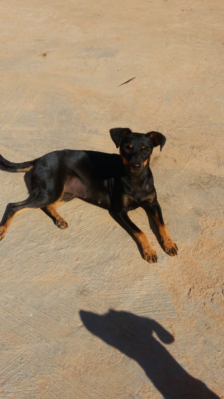 Ajude a castrar um animal carente