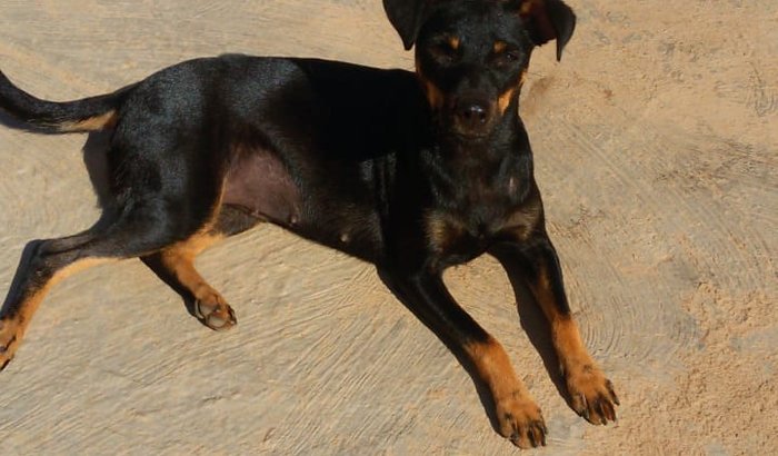 Ajude a castrar um animal carente