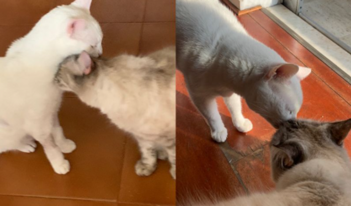 Vakinha Lola & Branco 🤍