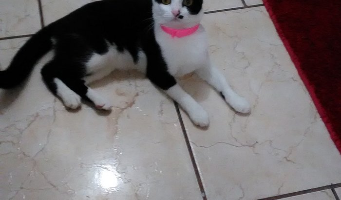 ME AJUDEM A SER CASTRADA 