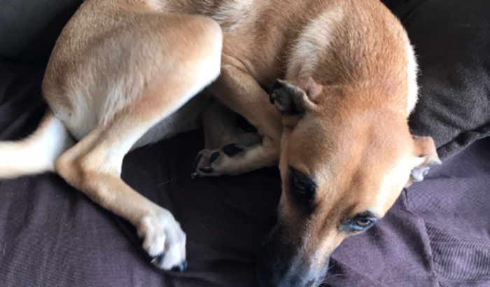 A lola precisa de ajuda