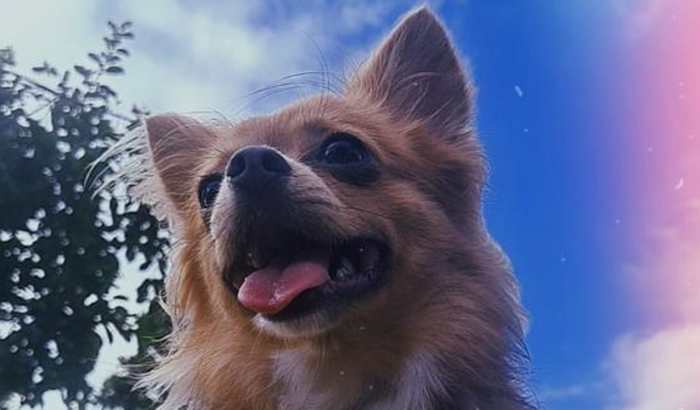 Tratamento e exames do Paco 🐾