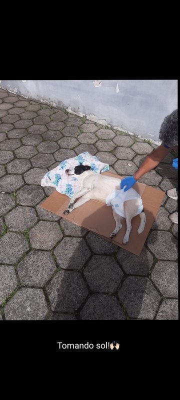 imagem da vaquinha Ajuda para o Pirulito!!