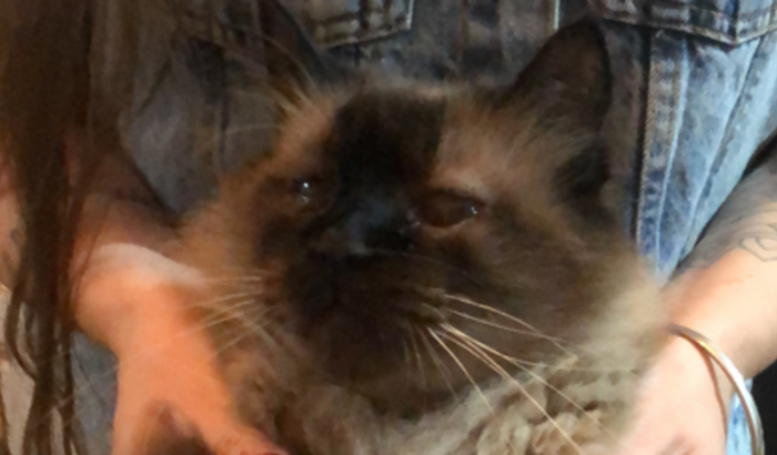 ajude o Tiko com a cirurgia do olho