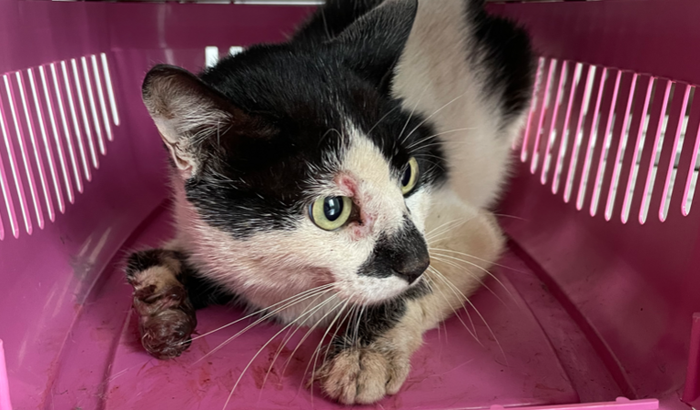 Cirurgia ambutação