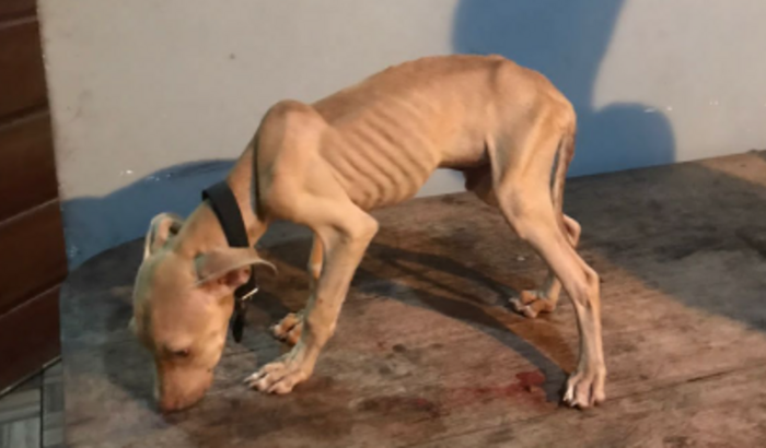 Ajudem o Kung Lao a se recuperar!! 