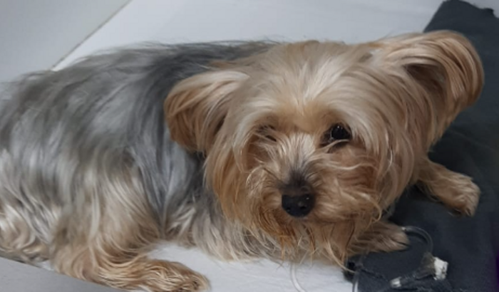 Ajuda ao Meu Amigo Athos