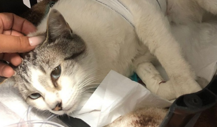 Gato internado atropelamento