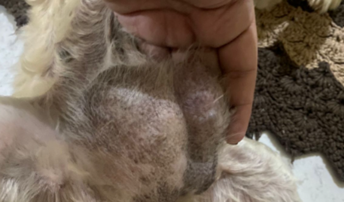 CIRURGIA TUMORES LADY