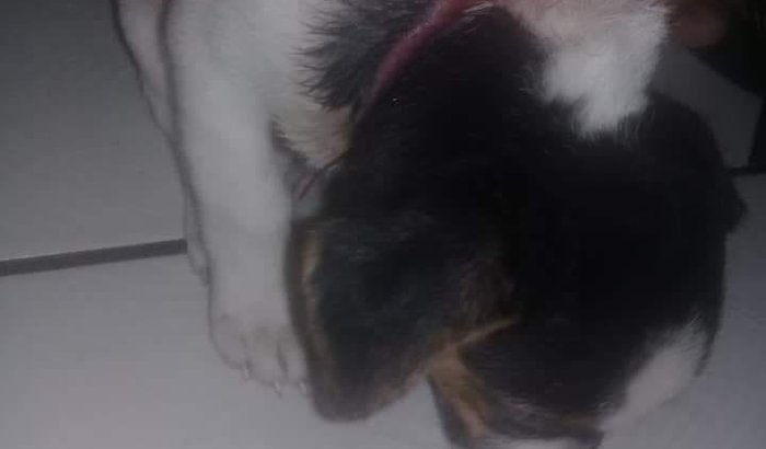 Ajude a Arya