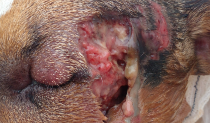 🐶ajude a maila com tratamento veterinario ela augradece