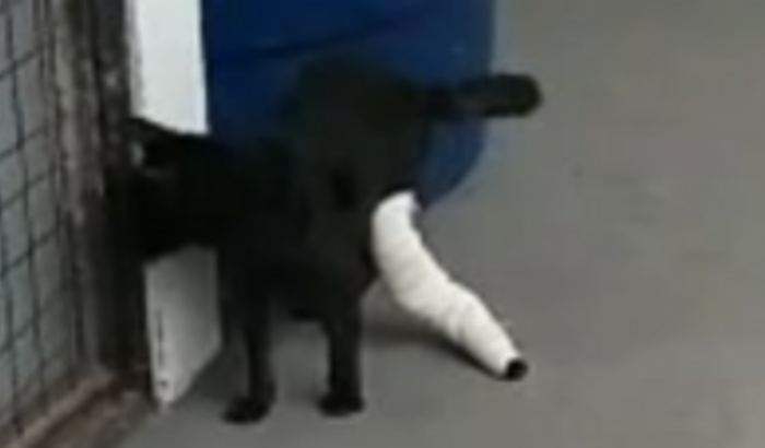 Ajuda para Cirurgia do Angolano