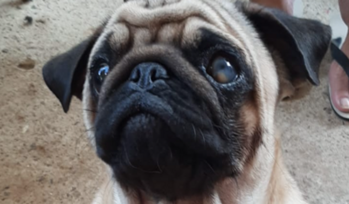 Ajude na cirurgia de olho do Pug Potter