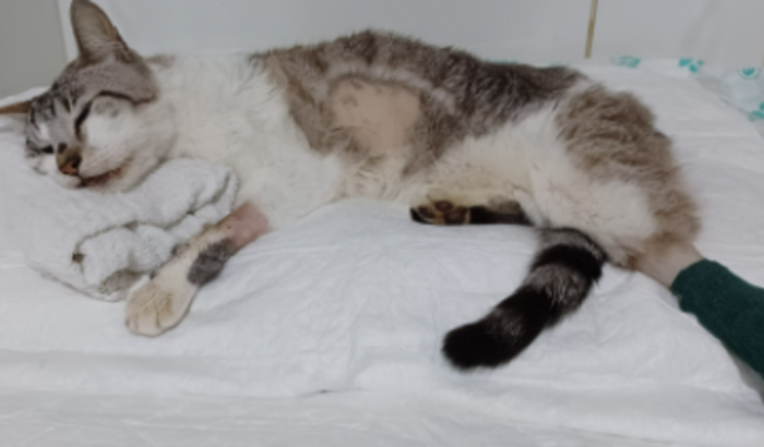 Ajude-me salvar minha princesinha!