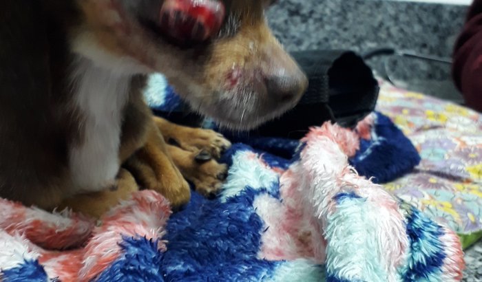 Cirurgia dog atropelado