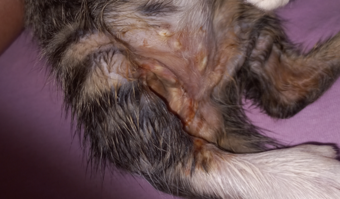 Me ajude salvar meu gato