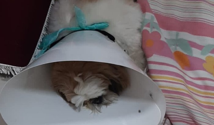 Cirurgia do olho Lion