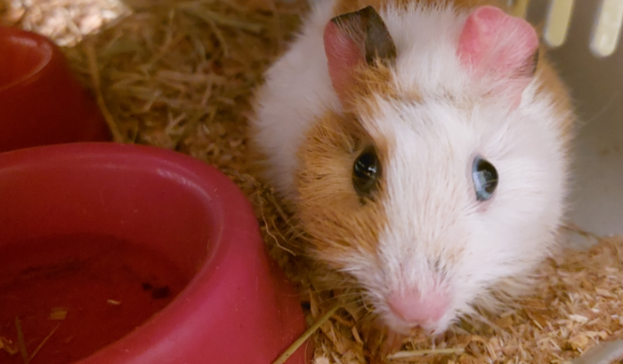 Ajudar porquinho da india renato