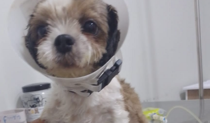 AJUDE A SALVAR A LUNNA