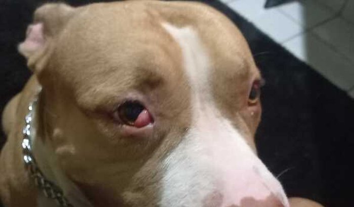 Cirurgia do olho do meu melhor Aumigo