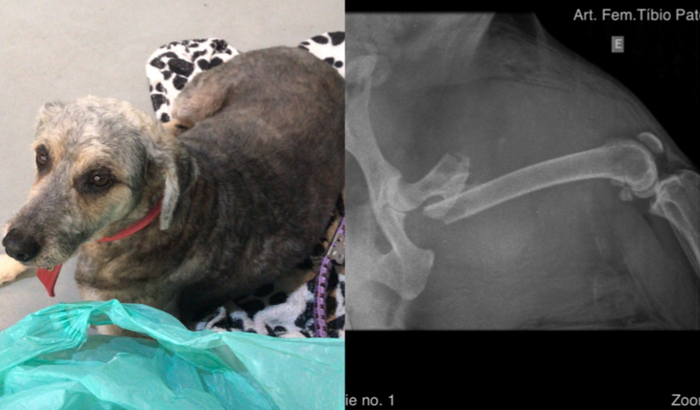 COMPRAR A BOLSA DE SANGUE P XUXU 