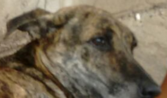 [Patinhas Carentes] Resgate e Tratamento da Dara