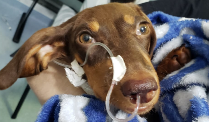 Ajude a pagar o tratamento da Kira Salsicha