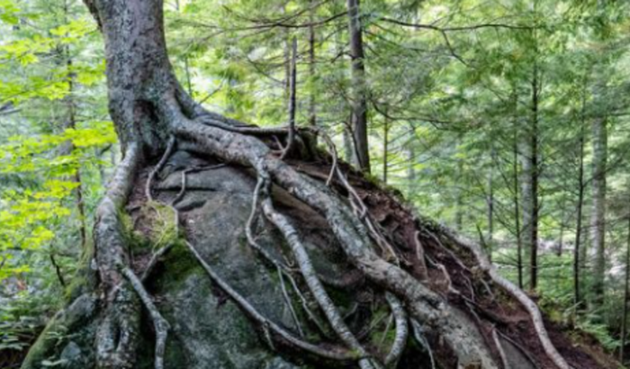 Tumor cerebral, Mãe de família, empreendedora