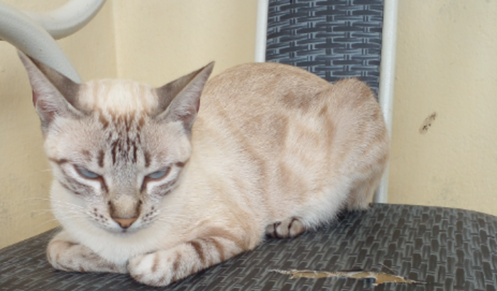 Castração de minha Gatinha