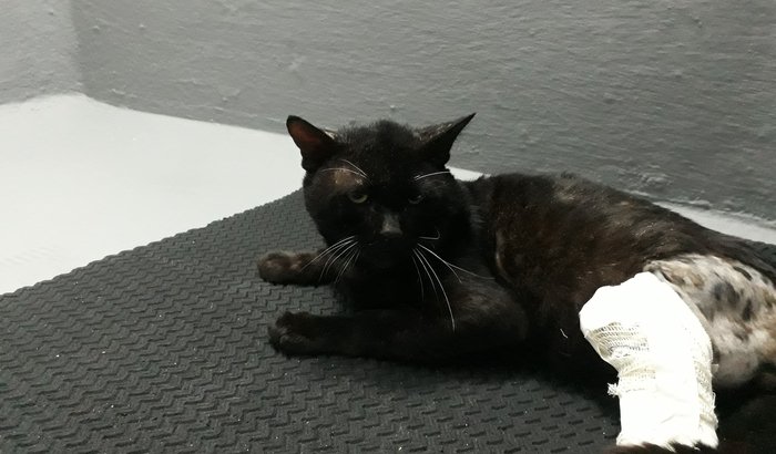 A esperança do Batuque! O Gato atropelado!