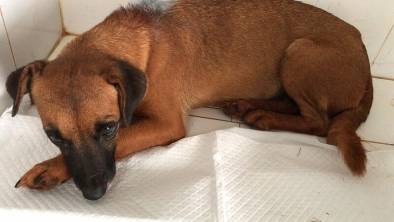 Cachorro com míase (bicheira) 