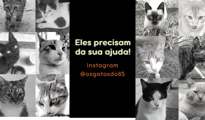 Ração e remédios para os gatos da Colônia Os Gatos do 85