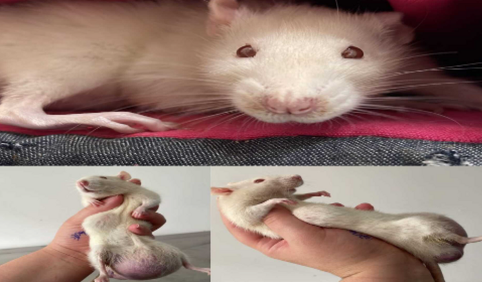 Cirurgia para remoção dos tumores da Georgia