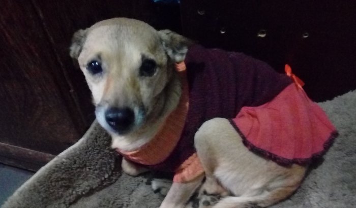 Tratamento da minha cachorra marronzinha