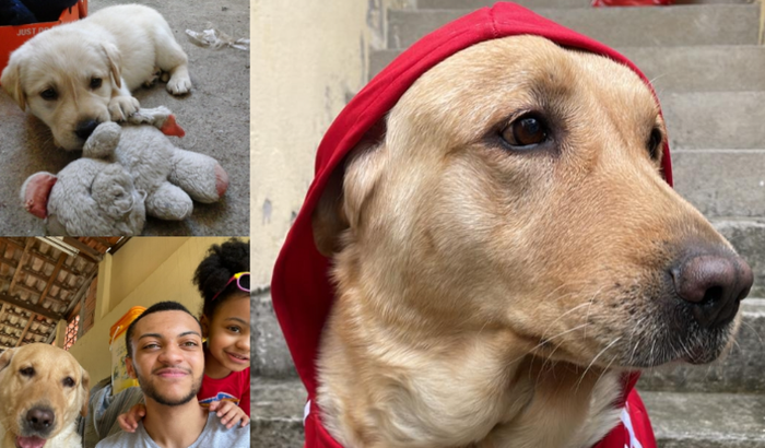 Jessie - Nossa Labrador Diabética