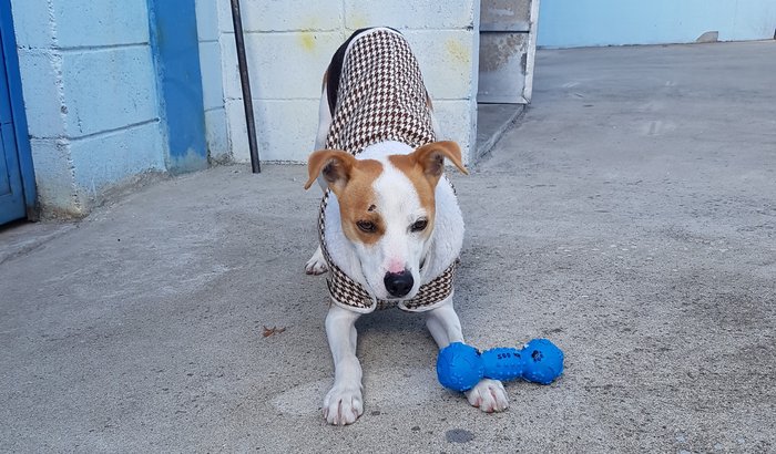 Ajude o Cenourinha a encontrar uma família!
