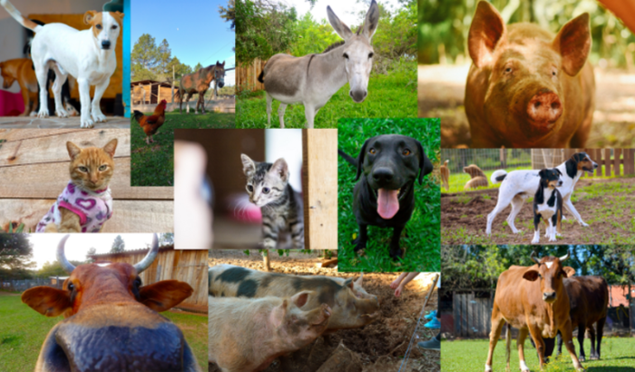 Casamento Laura  + Thiago