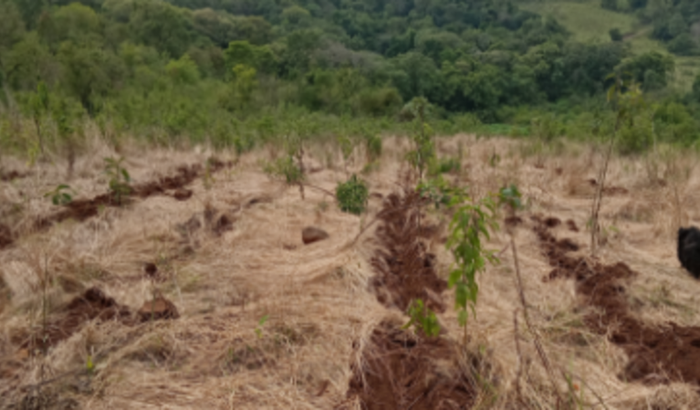 Ajuda para comprar uma pequena propriedade rural para produzir alimentos orgânicos 