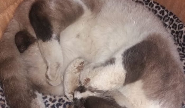 Doação para cirurgias de gato atropelado