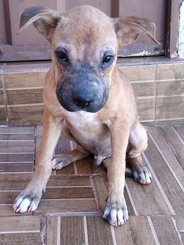 Baby dodoi 