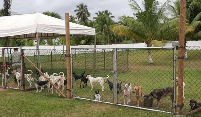 AJUDE OS ANIMAIS DE RUA VITIMAS DA INVISIBILIDADE SOCIAL