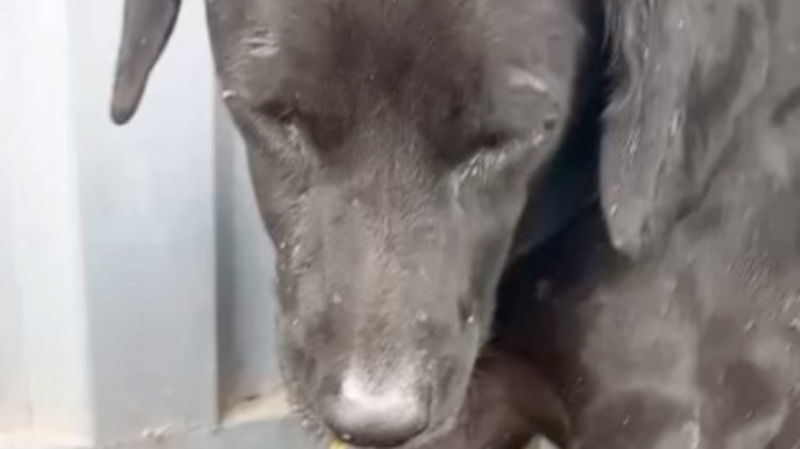 Ajude a Negona a voltar a andar e a tratar da cinomose!