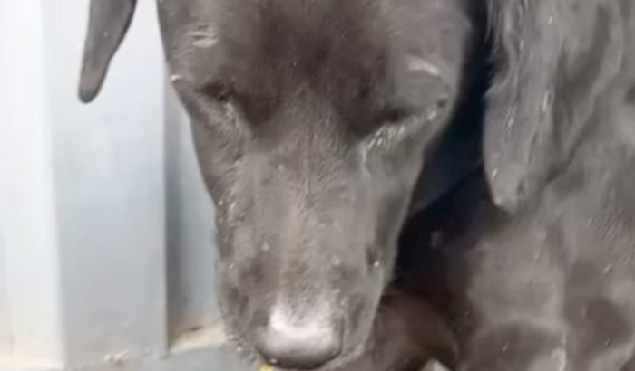 Ajude a Negona a voltar a andar e a tratar da cinomose!