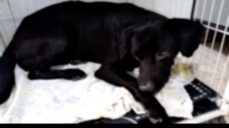 Ajude a Negona a tratar da cinomose e voltar a andar! 