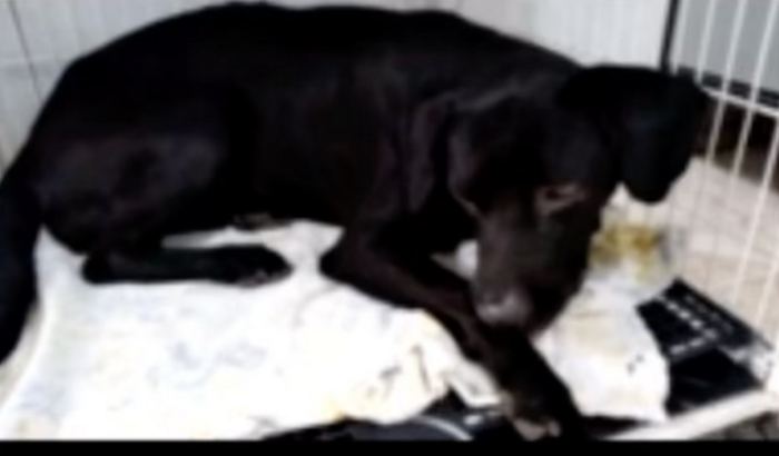 Ajude a Negona a tratar da cinomose e voltar a andar!