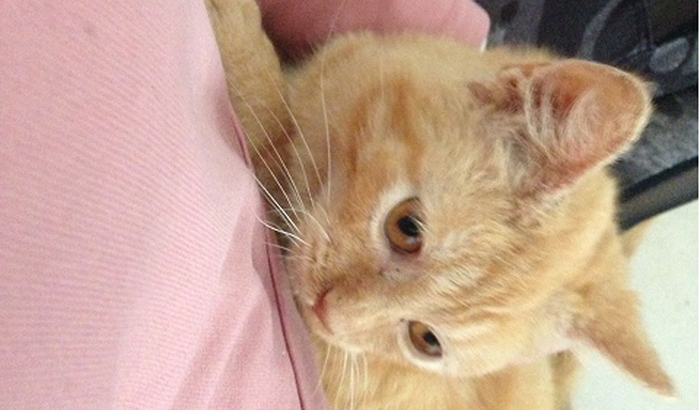 Contribuição em prol do resgate de animais de rua - Londrina PR