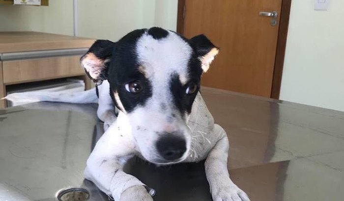 Cachorrinha atropelada em Frente a Marklub