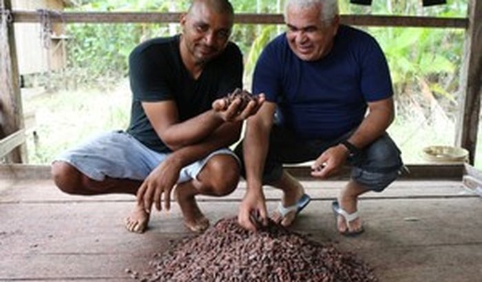 Conservação do cacau de várzea na Amazônia